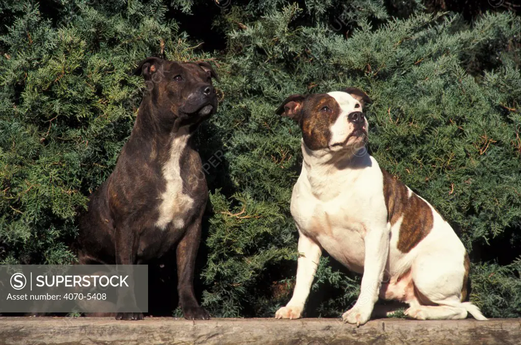 Domestic dogs, two Staffordshire Bull Terriers of various colours.