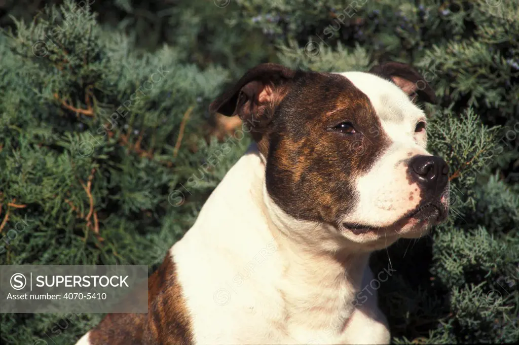 Domestic dog, Staffordshire Bull Terrier portrait