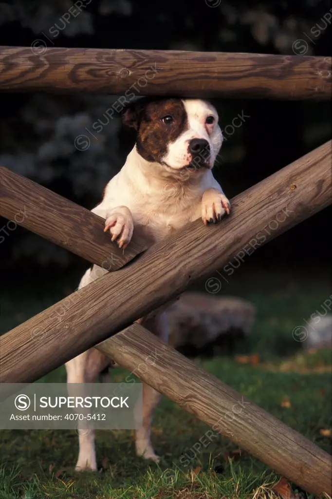 Domestic dog, Staffordshire Bull Terrier looking through fence.