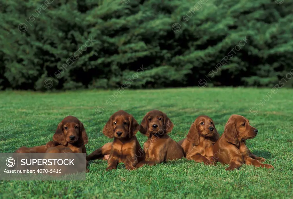 Domestic dogs, six Irish / Red Setter puppies lying on grass