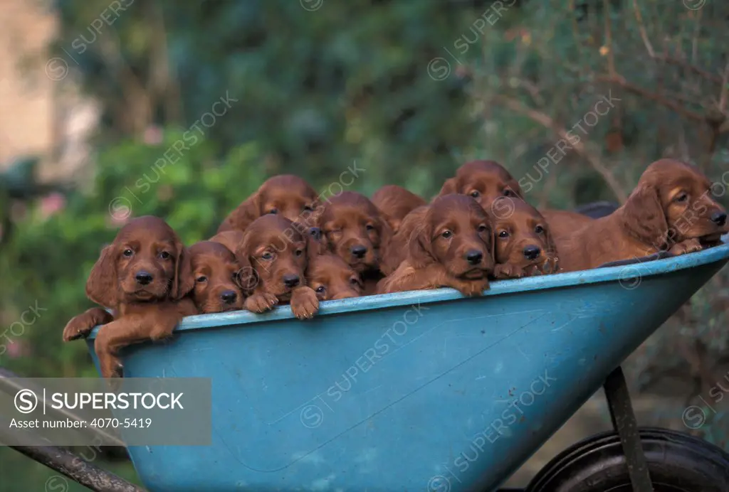 Domestic dogs - a wheelbarrow full of Irish / Red Setter puppies.