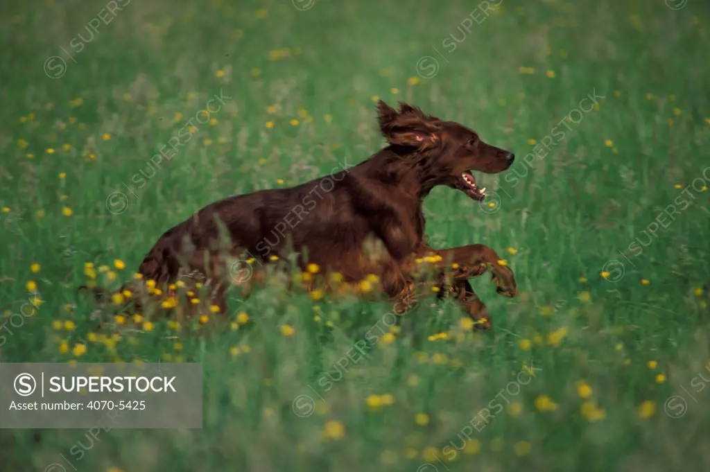 Domestic dog, Irish / Red Setter running in field.
