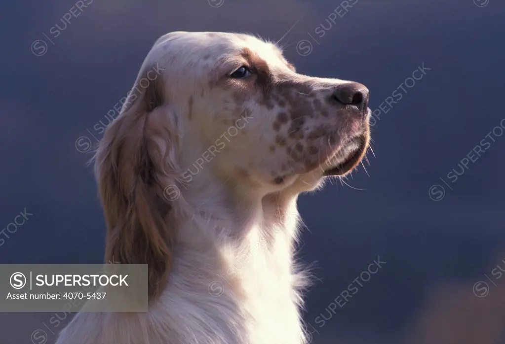 Domestic dog, lemon-speckled English Setter