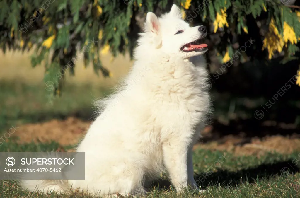 Domestic dog, Japanese Spitz sitting and looking up.