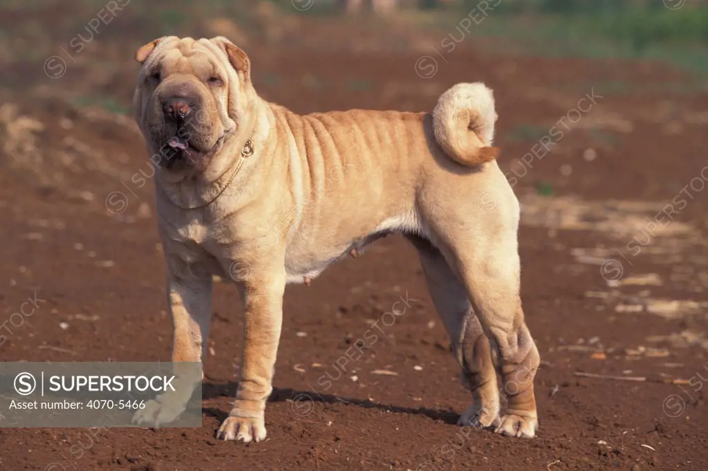 Domestic dog, Shar Pei portrait