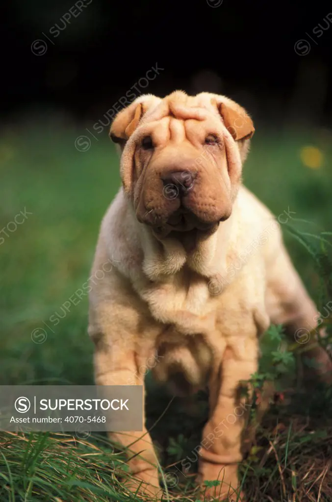 Domestic dog, young Shar Pei portrait showing wrinkles on head and chest.