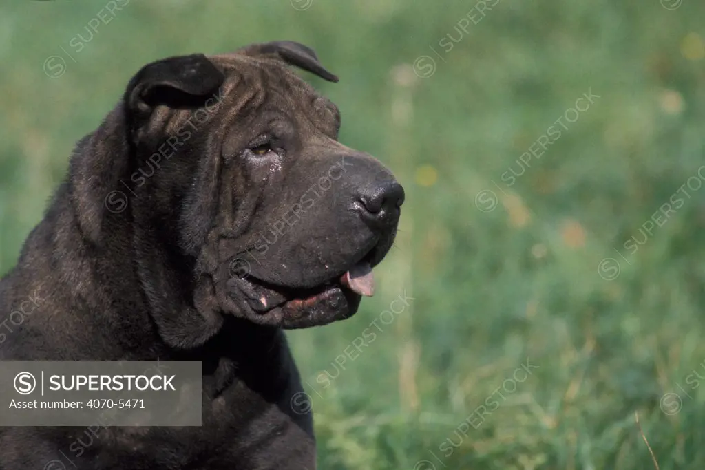 Domestic dog, black Shar Pei portrait