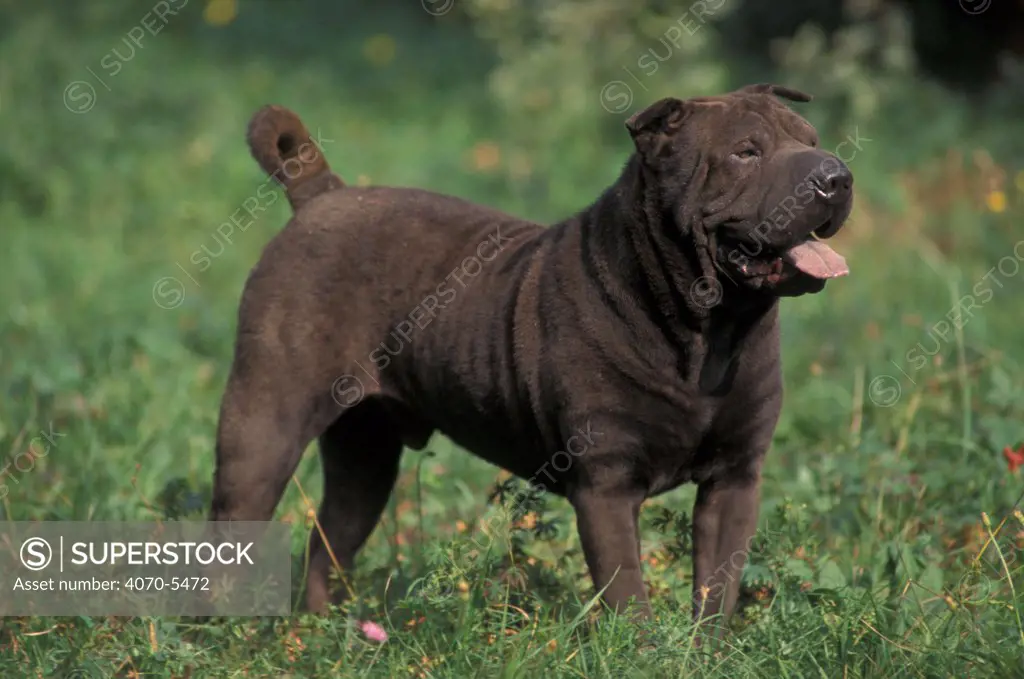 Domestic dog, black Shar Pei standing in grass 