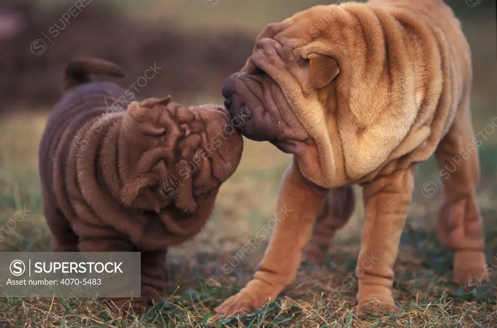 Domestic dogs - Shar Pei puppy and parent touching noses.