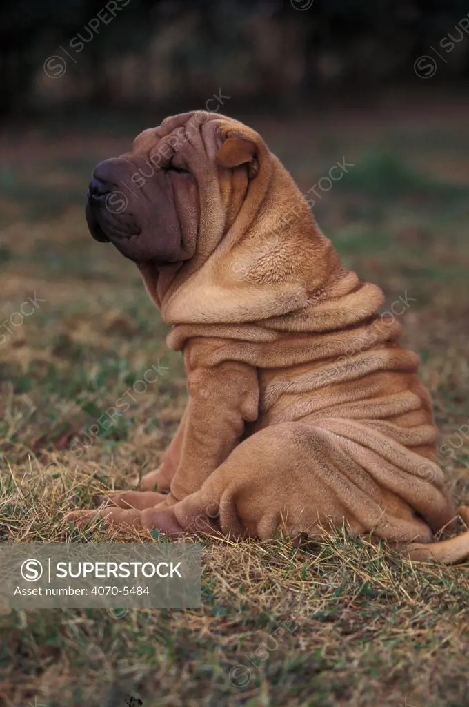 Domestic dog - Shar Pei puppy sitting down with wrinkles on back clearly visible.
