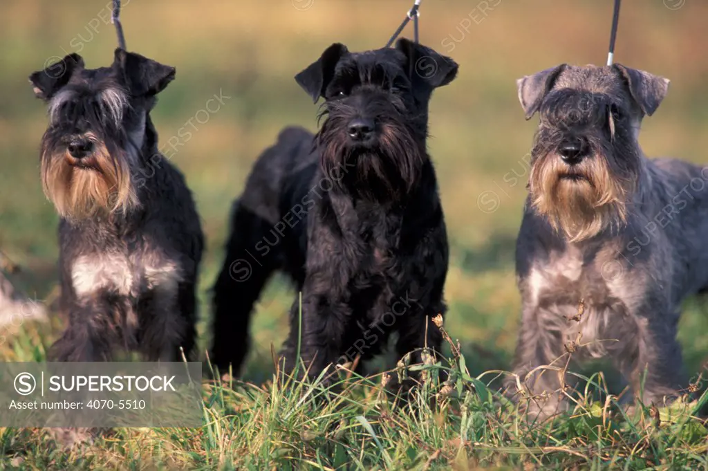 Domestic dogs - three Miniature Schnauzers on leads.