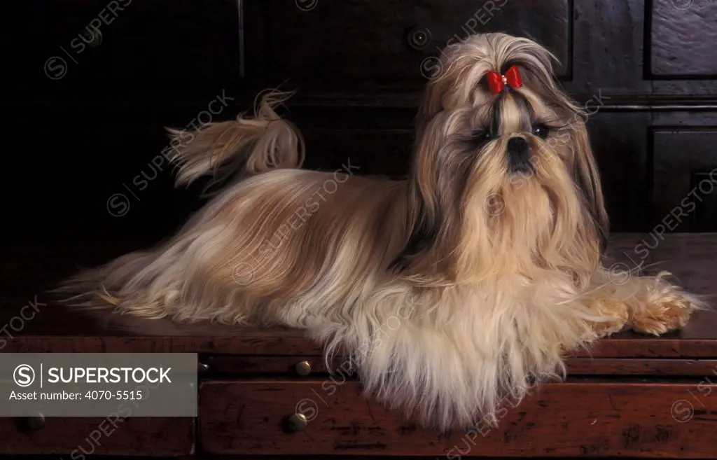 Domestic dog - Shih Tzu portrait with hair tied up, lying on drawers.