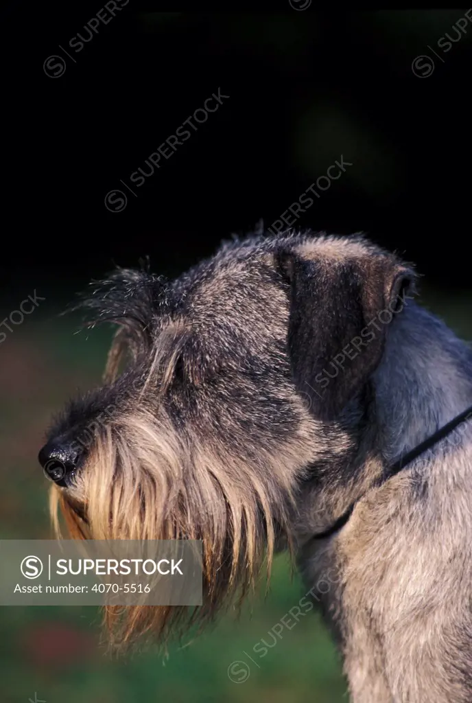 Domestic dog - Miniature Schnauzer profile.