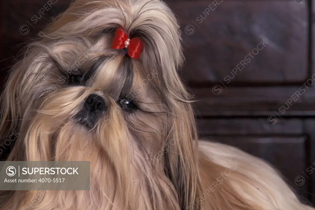 Domestic dog - Shih Tzu portrait with hair tied up, head tilted to one side.