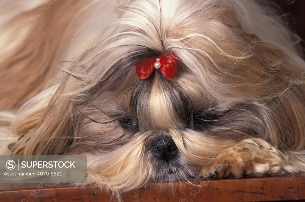Domestic dog - Shih Tzu lying down with hair tied up.