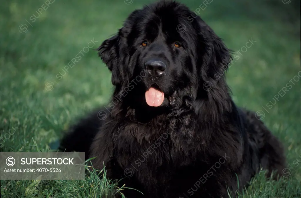 Domestic dog, Newfoundland lying in grass
