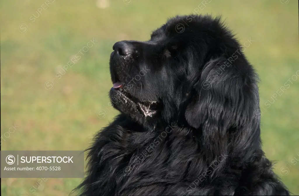 Domestic dog - black Newfoundland looking up.