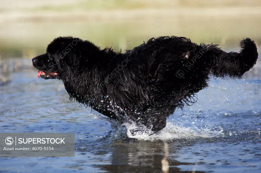 Domestic dog, Newfoundland running in shallow wate