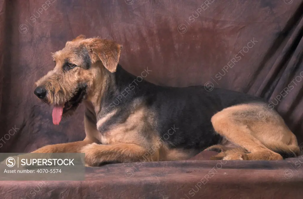 Domestic dog of mixed breed