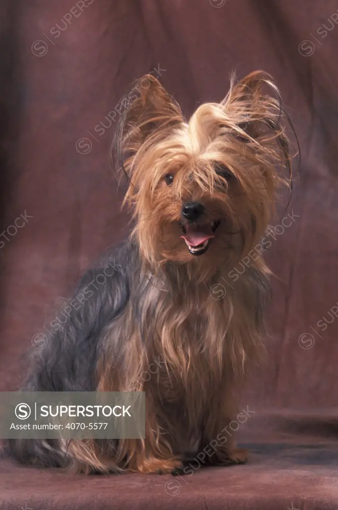 Domestic dog - Yorkshire Terrier studio portrait