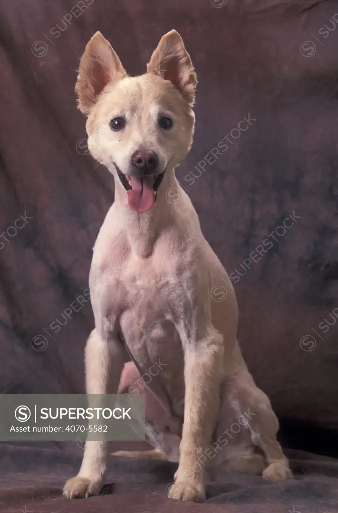 Domestic dog, mongrel portrait.