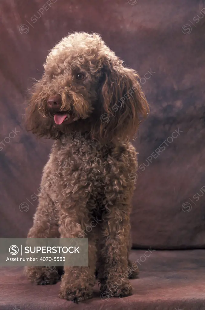 Domestic dog, brown Miniature Poodle studio portrait
