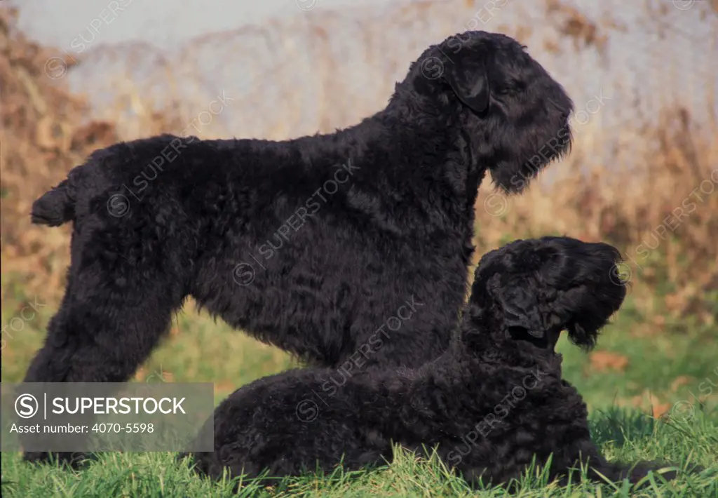 Domestic dogs - Russian Black Terrier with pup.