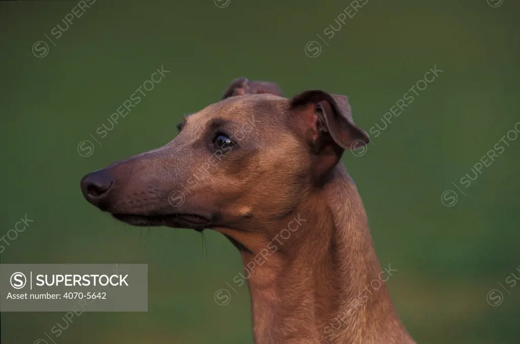 Domestic dogs, Whippet portrait