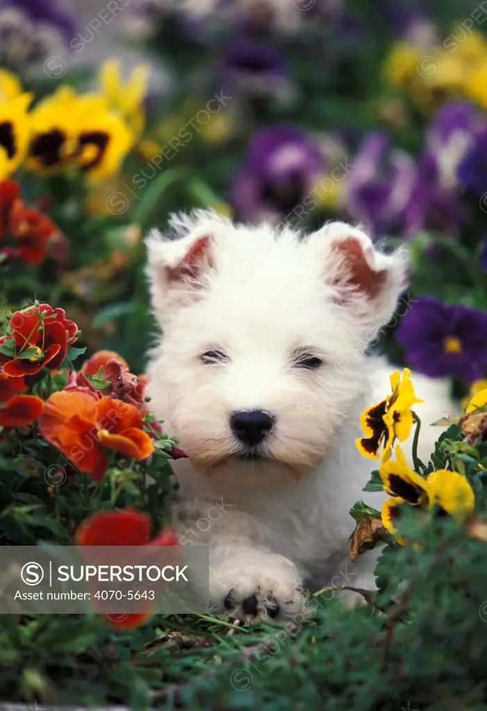 Domestic dog, West Highland Terrier / Westie puppy among flowers