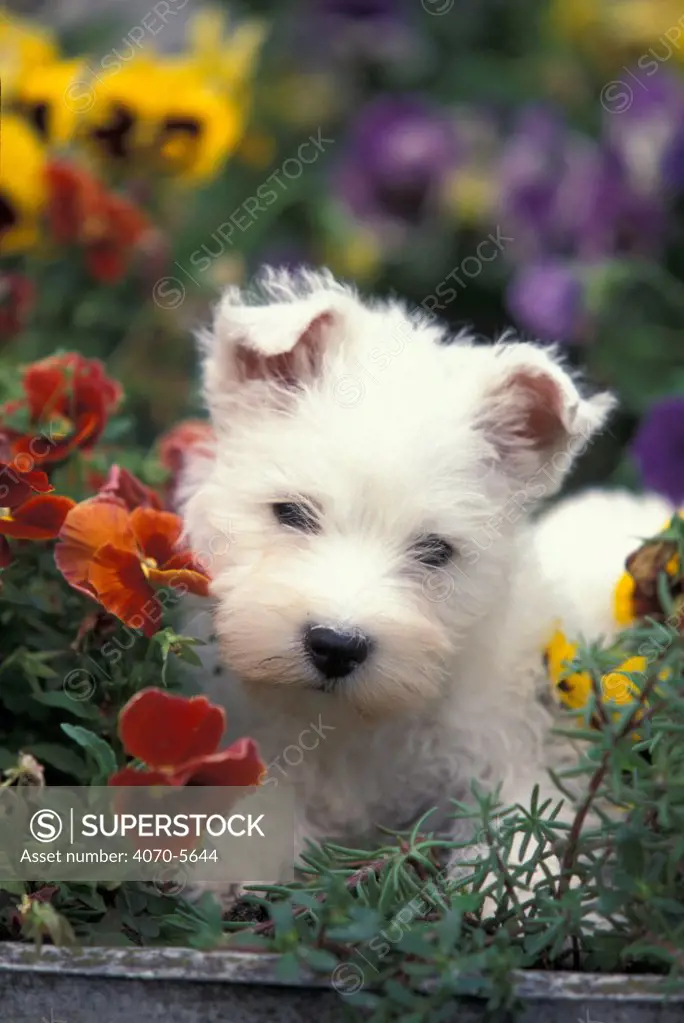 Domestic dog - West Highland Terrier / Westie puppy among flowers