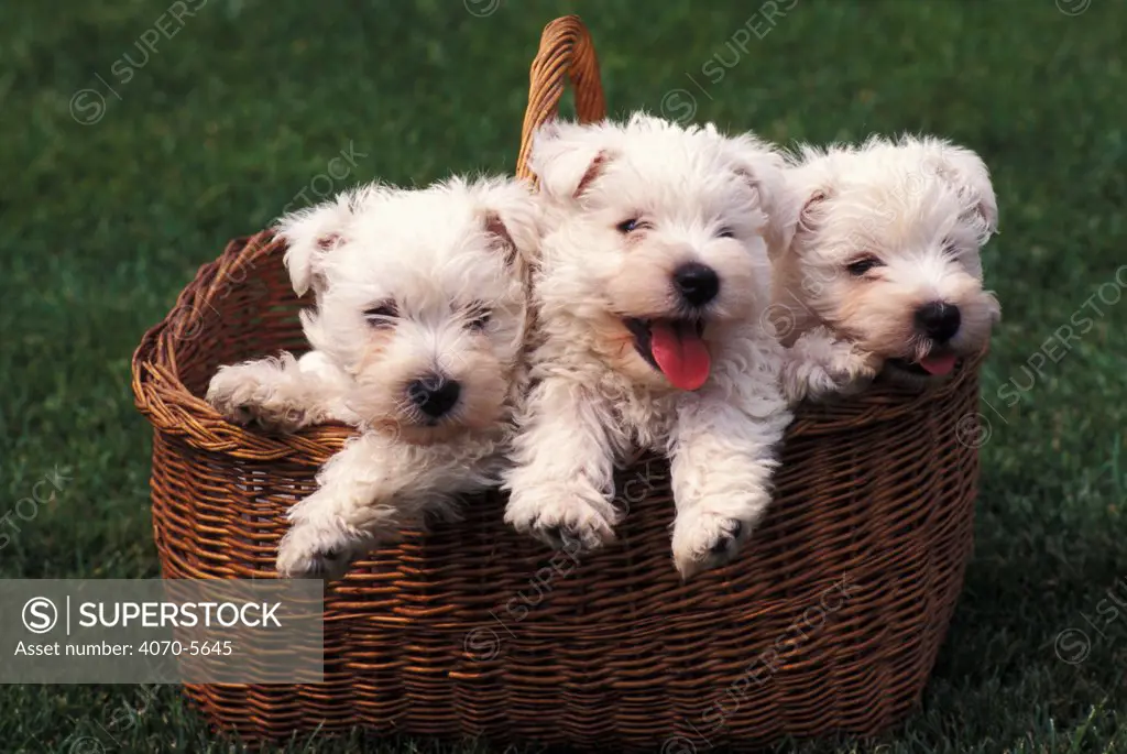 Domestic dog, three West Highland Terrier / Westie puppies in a basket