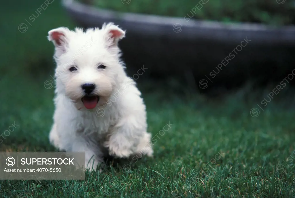 Domestic dog, West Highland Terrier / Westie puppy walking.