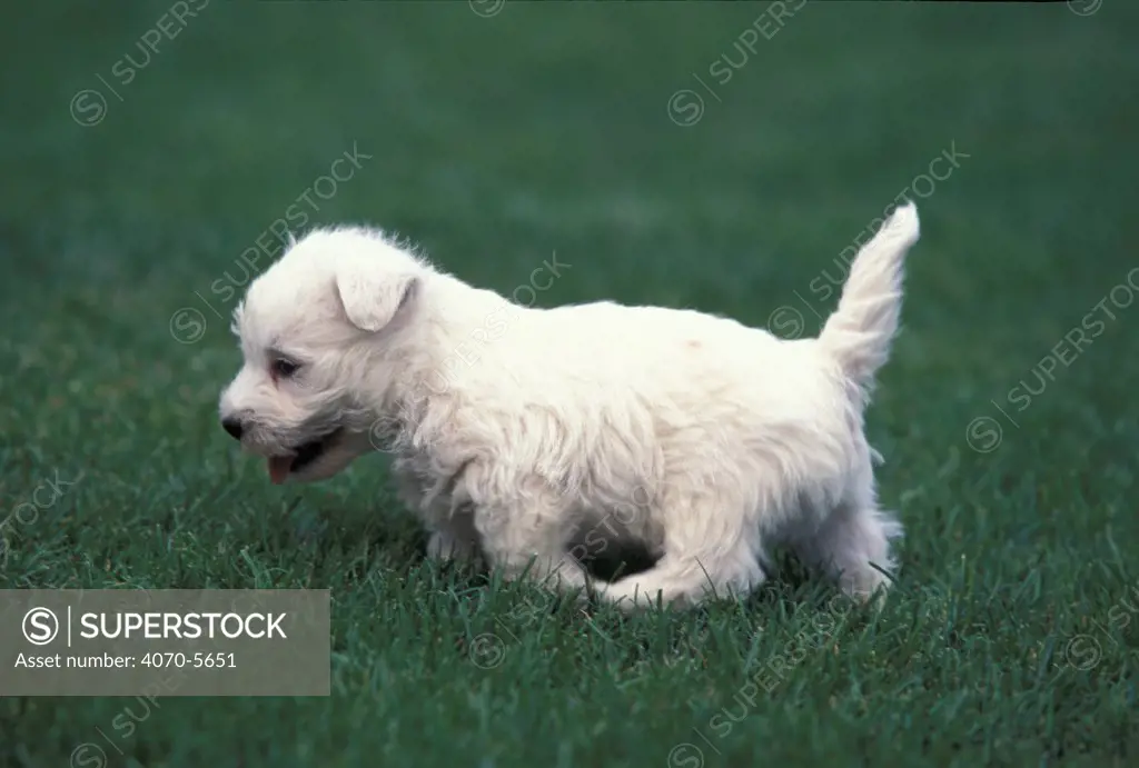Domestic dog, West Highland Terrier / Westie walking