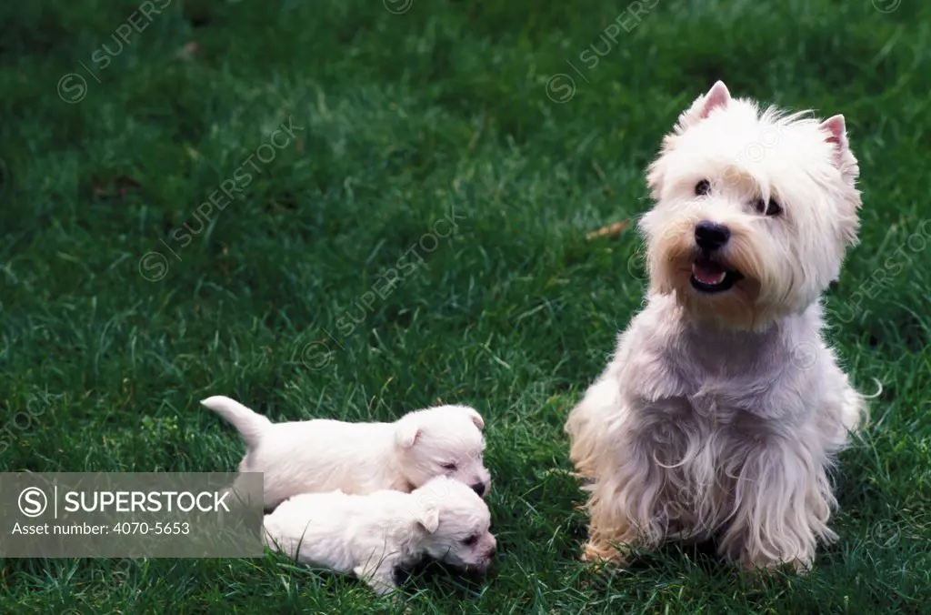 Domestic dog, West Highland Terrier / Westie mother with two puppies 