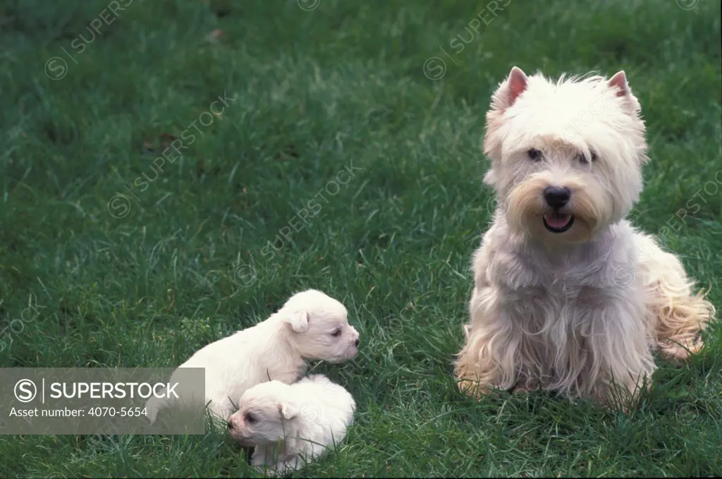 Domestic dogs - West Highland Terrier / Westie with two young puppies.