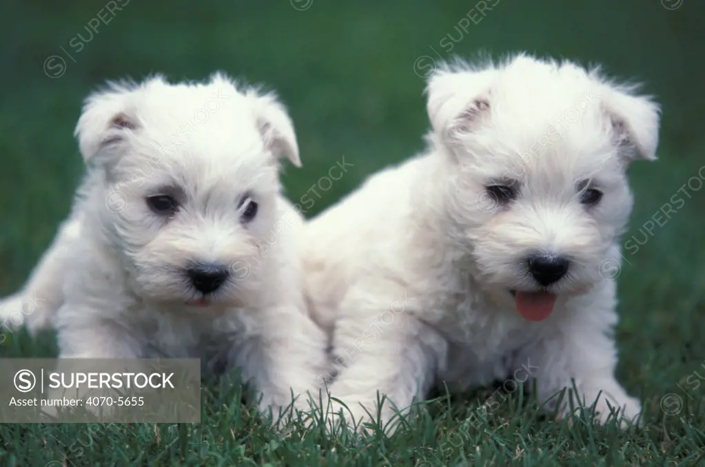 Domestic dog, two West Highland Terrier / Westie puppies sitting together