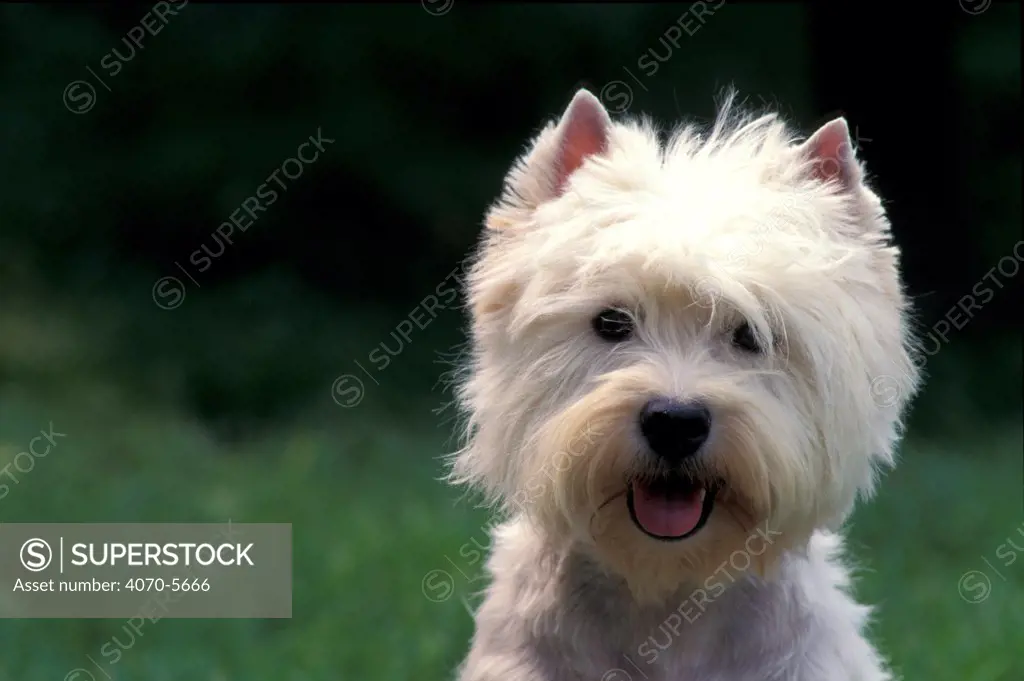 Domestic dog - West Highland Terrier / Westie panting.