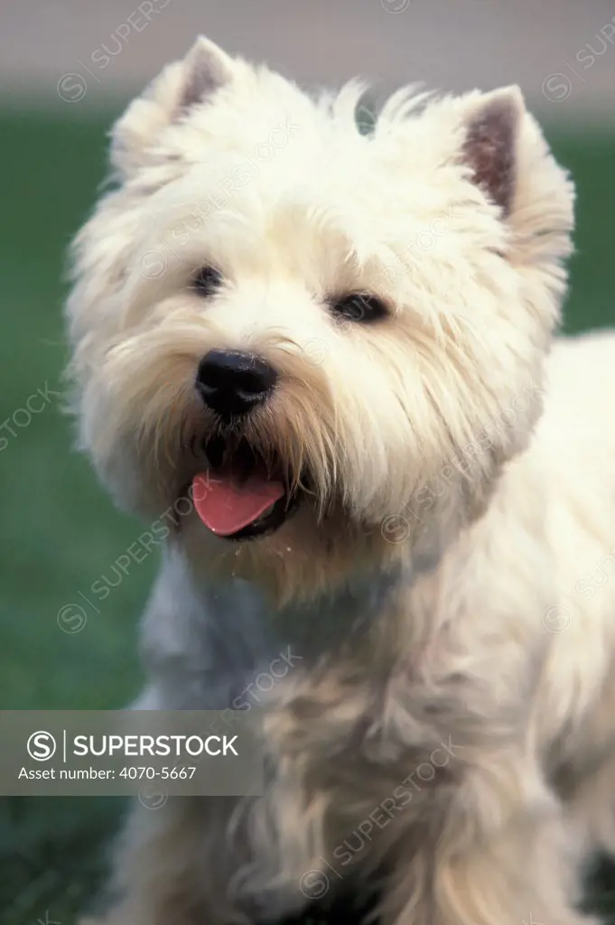Domestic dog, West Highland Terrier / Westie panting.