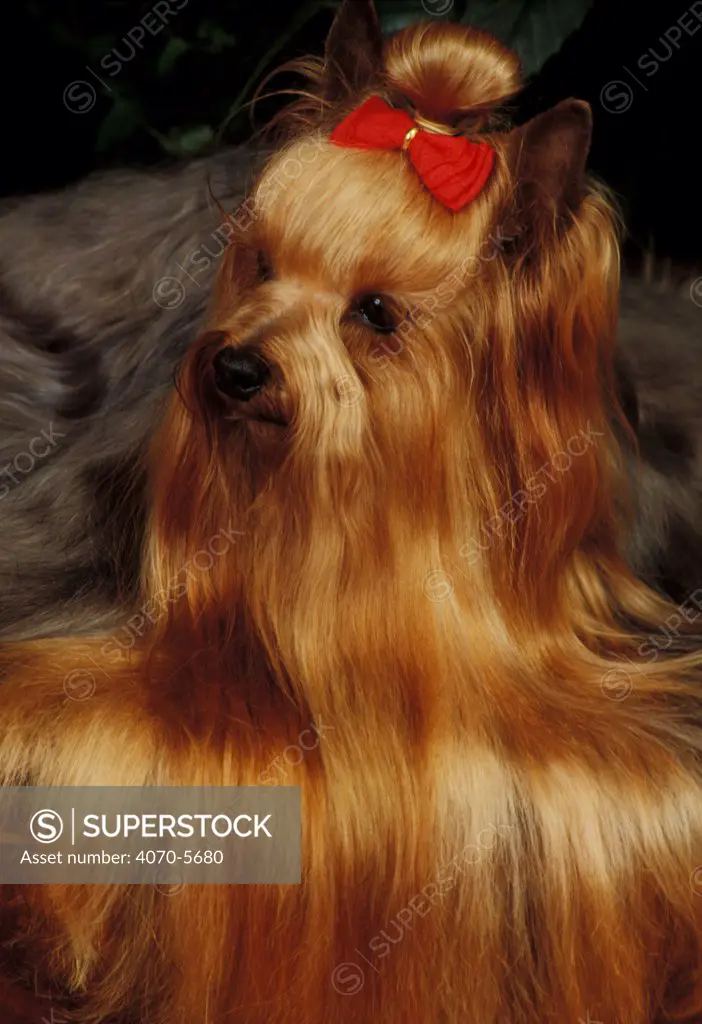 Domestic dog, Yorkshire Terrier with hair tied up and more hair falling over the edge