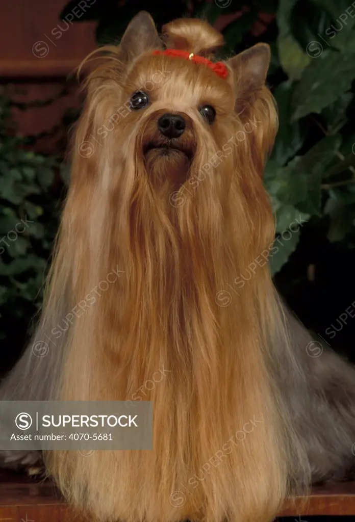 Domestic dog - Yorkshire Terrier with hair tied up and very long hair.