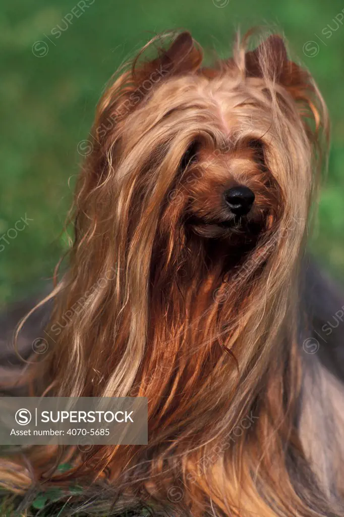 Domestic dog, Yorkshire Terrier portrait