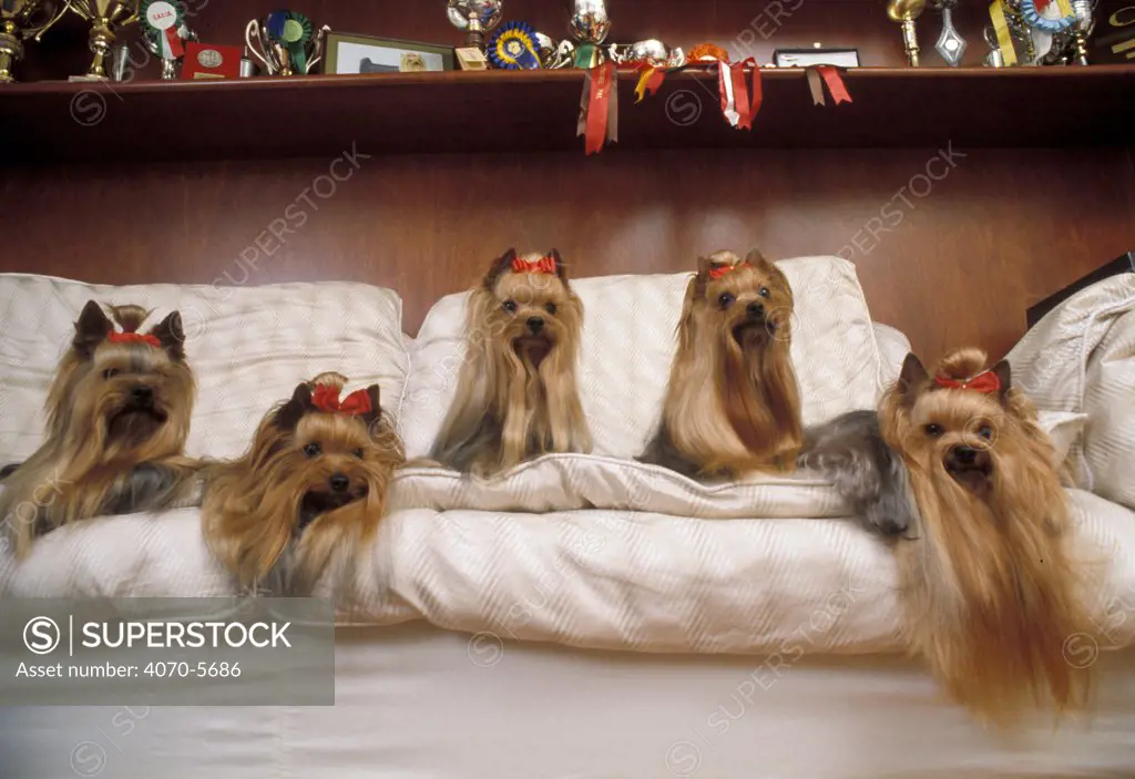 Domestic dogs, Yorkshire Terriers with hair tied up, resting on a bed, and trophies visible on shelf above.