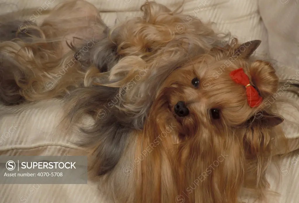Domestic dog - Yorkshire Terrier lying on its back with hair tied up and very long hair.