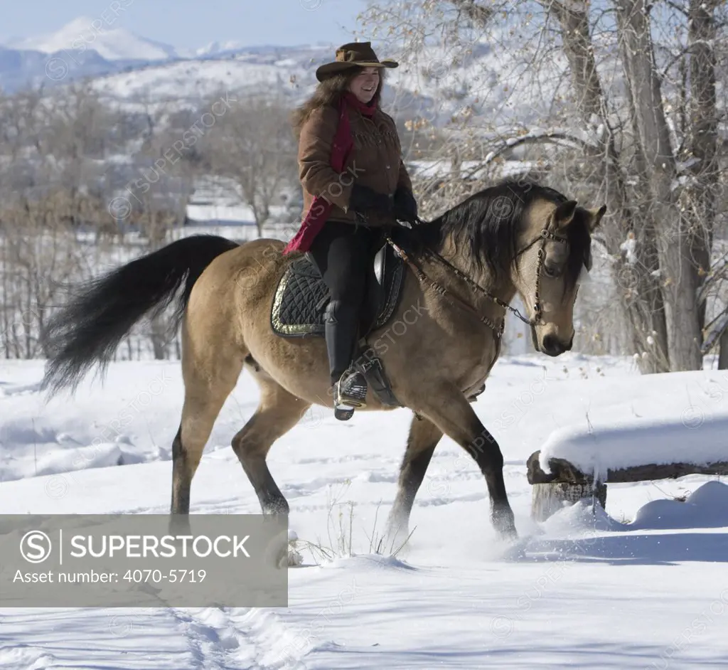 Woman riding Buckskin morgan mare, trotting through snow, Longmont, Colorado, USA. Model released.