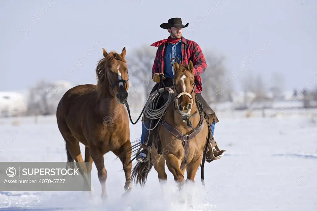 Cowboy riding red dun Quarter horse gelding and leading chestnut Quarter horse gelding through snow, Bethoud, Colorado, USA. Model released.