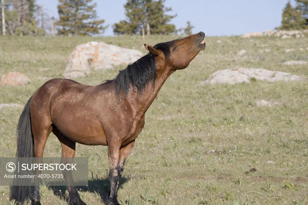 Bay stallion flehmen, Pryor Mountains, Montana, USA.