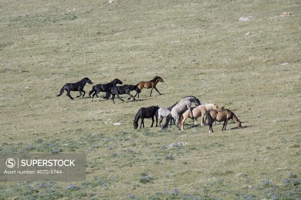 Three black bachelor stallions chasing a bay filly while blue roan stallion mates with palomino mare next to blue roan mare, bay mare, and palomino filly, Pryor Mountains, Montana, USA.