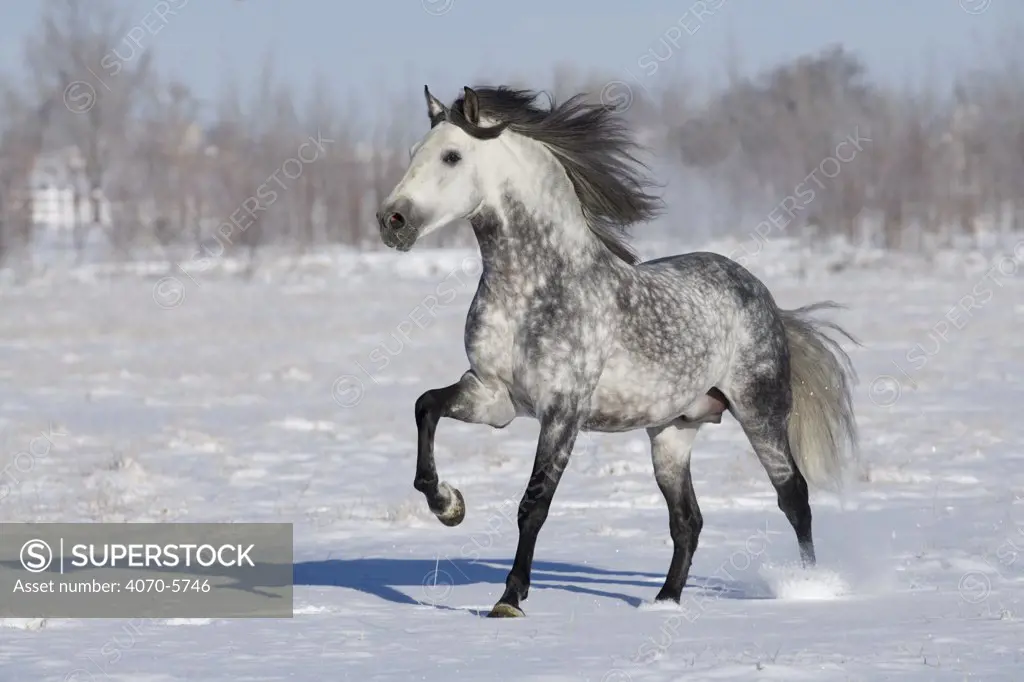Grey andalusian stallion trotting in snow, Longmont, Colorado, USA.