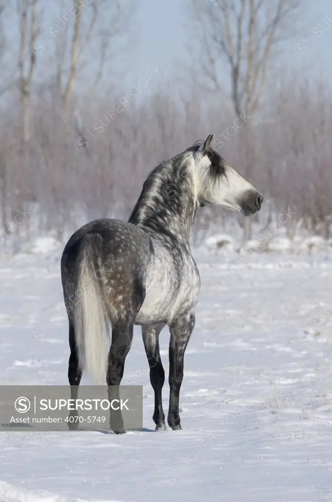 Rear view of Grey andalusian stallion standing in snow, Longmont, Colorado, USA. 