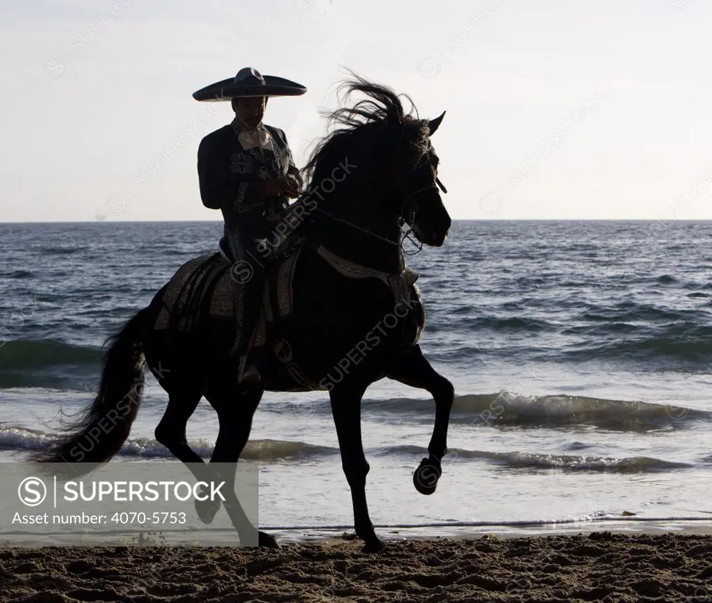 Silhouette of horseman in traditional dress riding black Andalusian stallion on beach, Ojai, California, USA.
